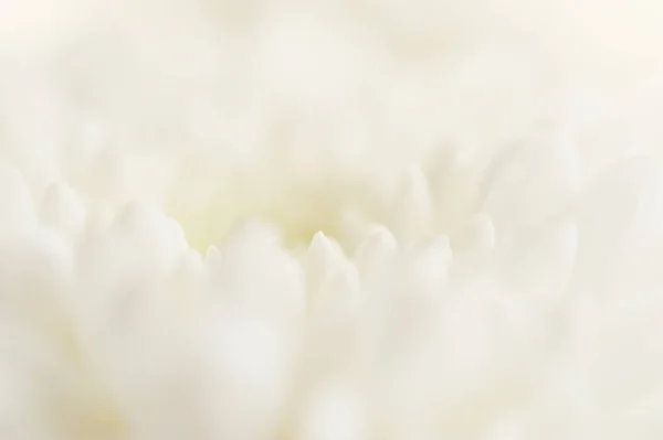 Macro image of white flower — Stock Photo, Image