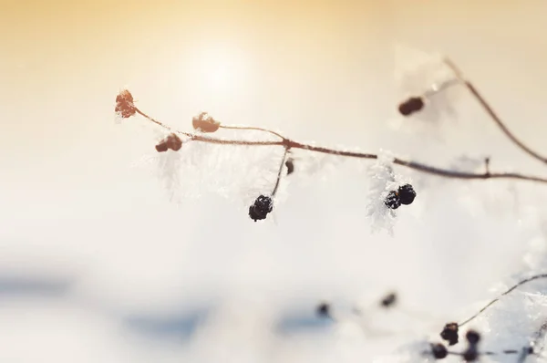 겨울 숲에서 나무에 흰. — 스톡 사진