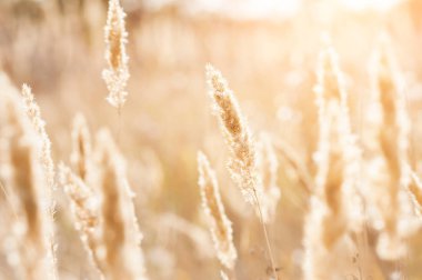 Gün batımında alandaki vahşi otlar. 