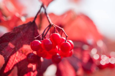 Görüntüyü kırmızı kartopu çilek