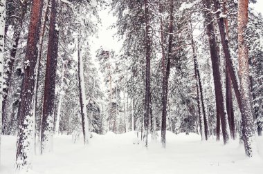 Karla kaplı ormanda kar yağışı sonra. 