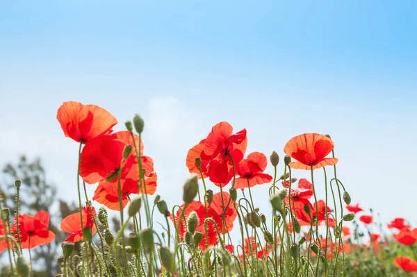 Rode papaver bloemen tegen de blauwe hemel — Stockfoto