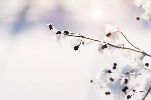 Hoarfrost sugli alberi nella foresta invernale . — Foto Stock