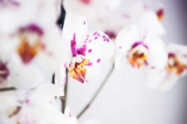 Orchidea kwiat biało różowy — Zdjęcie stockowe