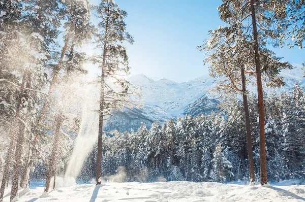 Floresta e montanhas após a queda de neve no dia ensolarado — Fotografia de Stock