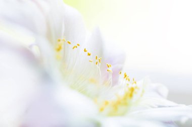 Görüntüyü kaktüs çiçek, seçici odak.