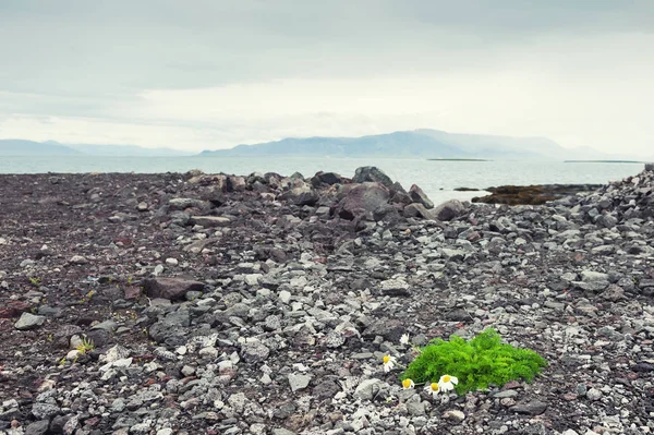 Μαργαρίτες σε μια βραχώδη ακτή του Ατλαντικού Ωκεανού — Φωτογραφία Αρχείου