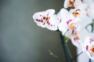 Yeşil bir arka plan üzerinde beyaz-pembe orkide çiçek.