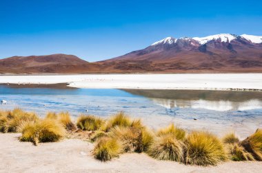 Lagün flamingolar Altiplano, Bolivya Platosu üzerinde ile