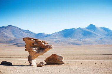 Taş ağaç Altiplano, Bolivya Platosu üzerinde