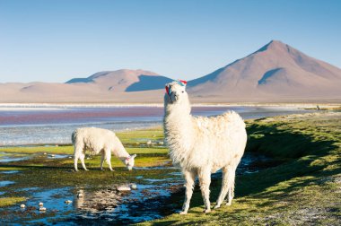 Alpaka Laguna Colorada, Altiplano, Bolivya üzerinde