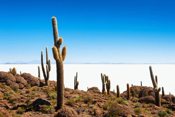 Cactus en la isla Incahuasi, Salar de Uyuni, Bolivia — Foto de Stock