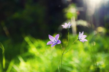 Gün batımında ormandaki Bluebells.