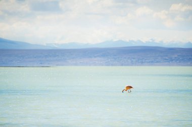 Flamingo lagün üzerinde Altiplano, Bolivya