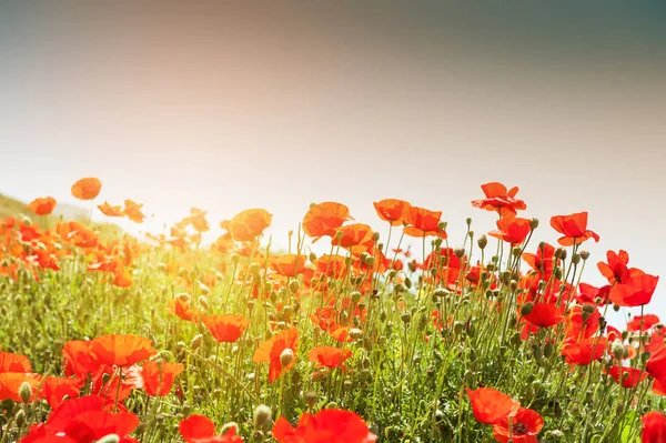 Rode papaver bloemen bij zonsondergang — Stockfoto