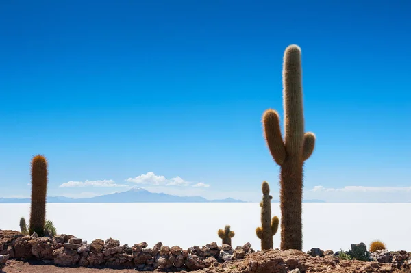 Cactus en isla en Salar de Uyuni, Bolivia — Foto de Stock
