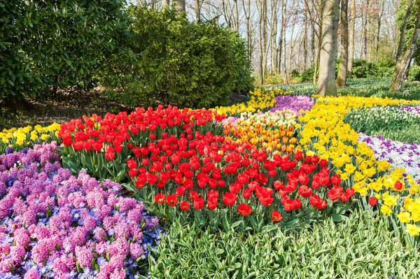 Blommande blommor i Keukenhof parken i Nederländerna — Stockfoto