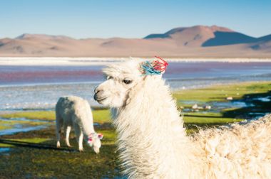 Laguna Colorada, Altiplano, Bolivya üzerinde beyaz alpaka. 