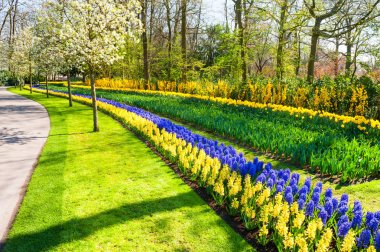 Çiçek açan çiçekler ve ağaçlar Keukenhof Park Hollanda