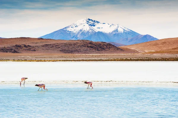 Pink flamingos on the lagoon, Altiplano, Bolivia — Stock Photo, Image