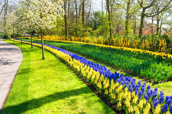 Blühende Blumen und Bäume im Keukenhof-Park in den Niederlanden — Stockfoto