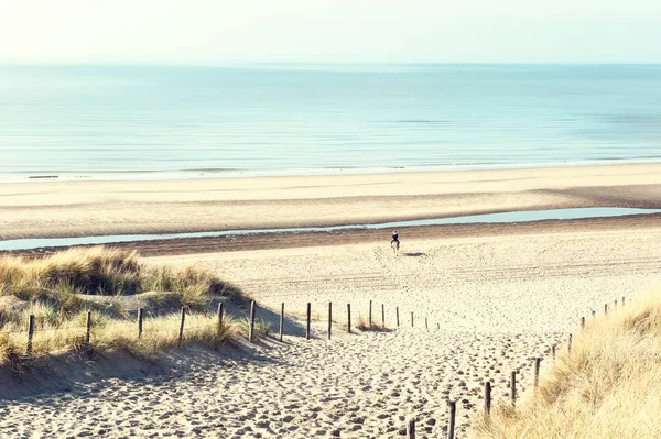 Homokos dűnék a tenger partján, Noordwijk, Hollandia — Stock Fotó