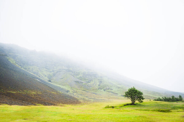 Lonely tree in the mountains in a foggy day.