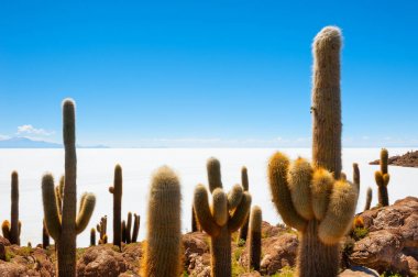 Incahuasi Adası 'ndaki Kaktüs, Salar de Uyuni, Altiplano, Bolivya