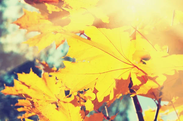 Yellow leaves in autumn forest at sunny day. — Stock Photo, Image