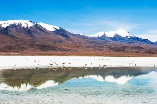 Laguna de gran altitud y volcán en meseta Altiplano, Bolivia — Foto de Stock