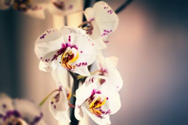 Beyaz Orkide çiçek.