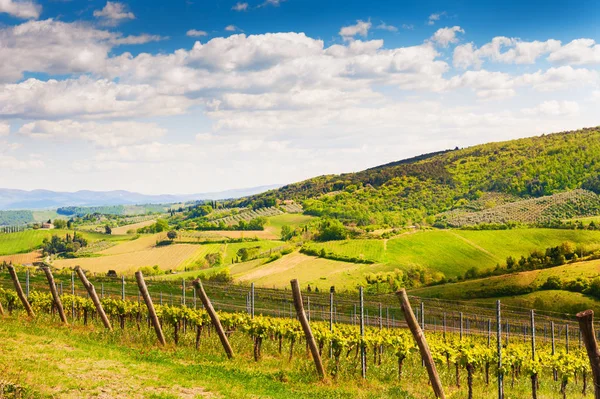 Junger Weinberg auf den Hügeln der Toskana, Italien — Stockfoto
