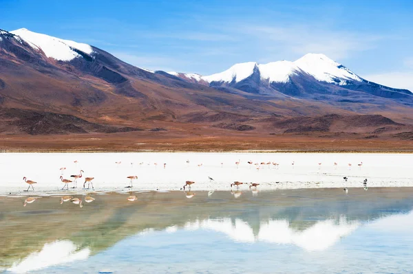 Pembe flamingo üzerinde lagün, Altiplano, Bolivya