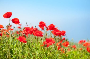 kırmızı gelincik çiçekleri 