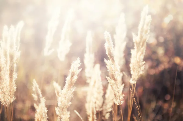 Wild grass in a field at sunset — Stock Photo, Image