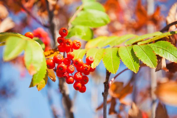Осеннее рябиновое дерево с красными ягодами и разноцветными листьями . — стоковое фото