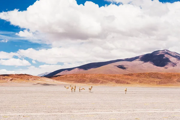Викуна на плато Альтиплано, Боливия — стоковое фото