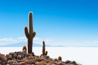 Incahuasi Adası, Salar de Uyuni, Bolivya üzerinde büyük kaktüs