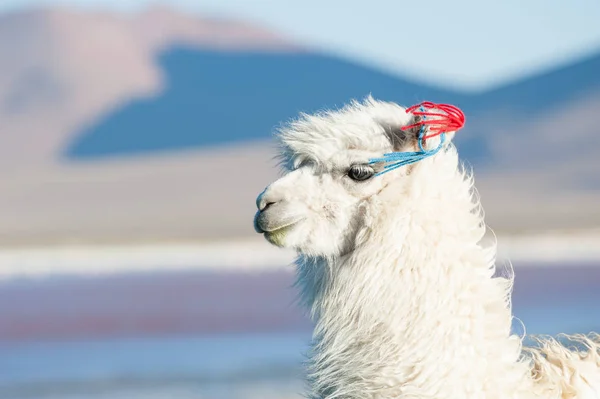 Portrait of white alpaca. — Stock Photo, Image