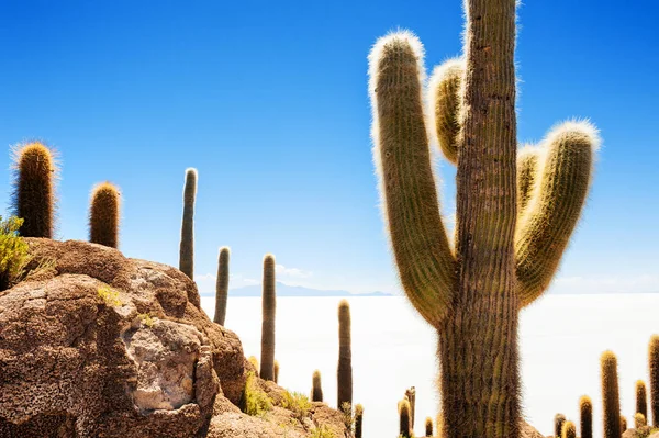 Cactus en la isla Incahuasi, Salar de Uyuni, Bolivia — Foto de Stock