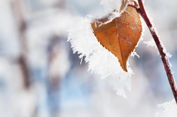 Hoarfrost nas folhas na floresta de inverno . — Fotografia de Stock