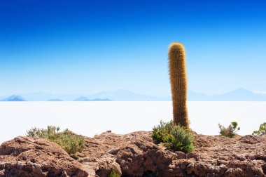 Incahuasi Adası, Salar de Uyuni, Bolivya Kaktüs
