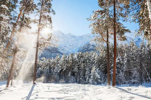 Árboles cubiertos de nieve en el bosque de invierno en el día soleado . — Foto de Stock