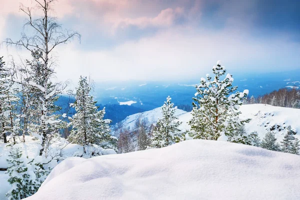 Pokryte śniegiem drzewa w górach. — Zdjęcie stockowe