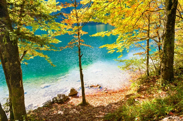 Желтые осенние деревья на берегу горного озера . — стоковое фото