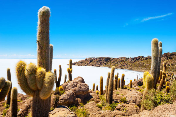 Кактус на острове Инкауаси, Салар-де-Уюни, Боливия
