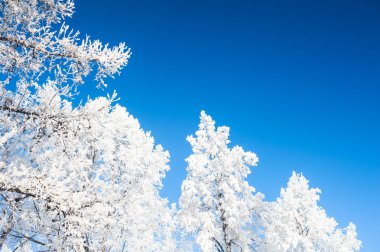 Güzel kış manzarası.