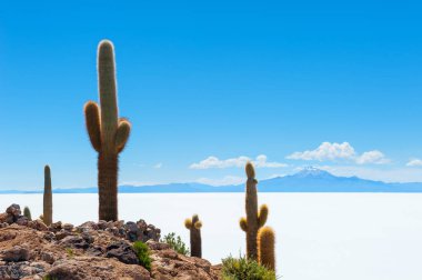 Incahuasi Adası, Salar de Uyuni, Bolivya Kaktüs