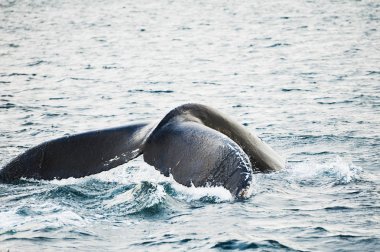 Kambur balina kuyruğu, Grönland