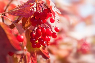 Görüntüyü kırmızı kartopu çilek